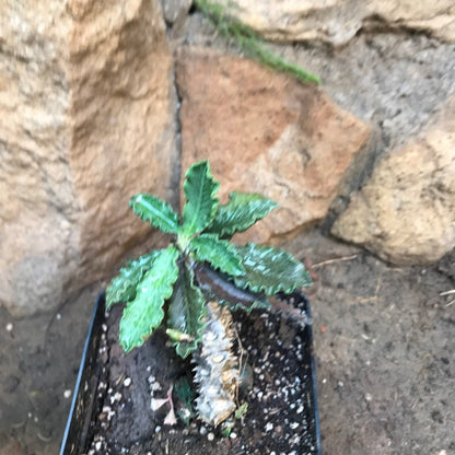  Euphorbia Decaryi Succulent Plant