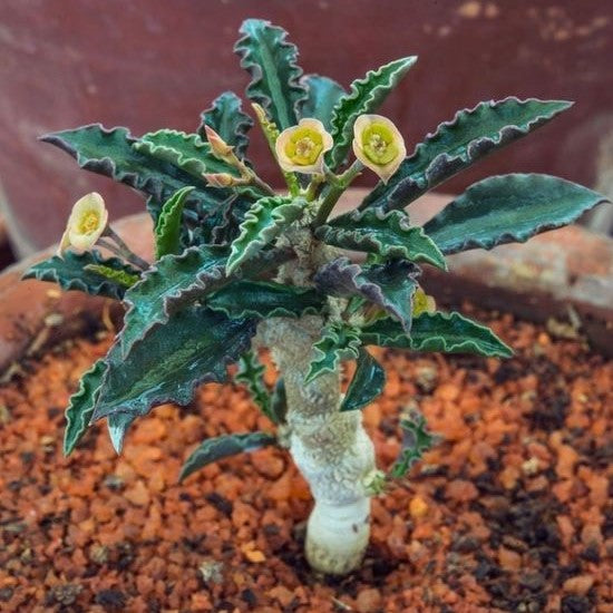  Euphorbia Decaryi Succulent Plant
