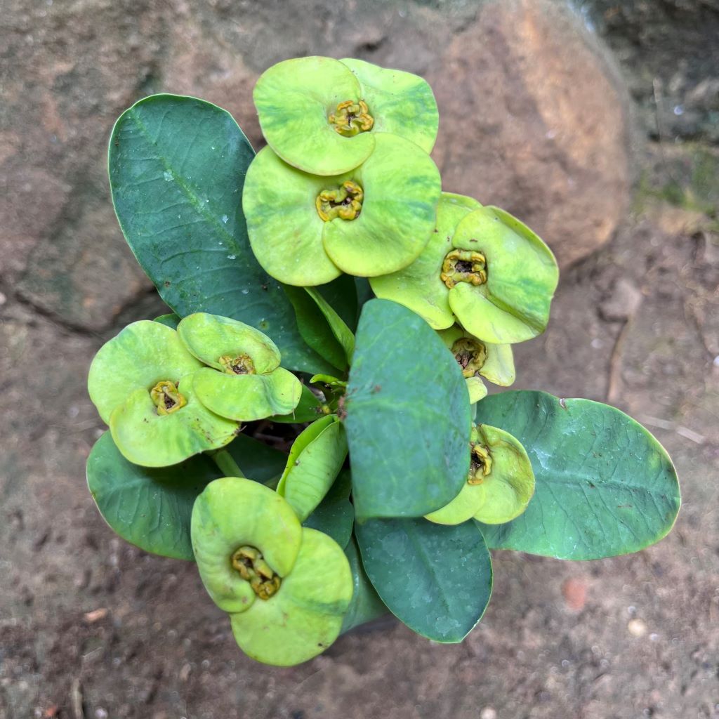  Euphorbia Millii Ek Villai Cactus Plant