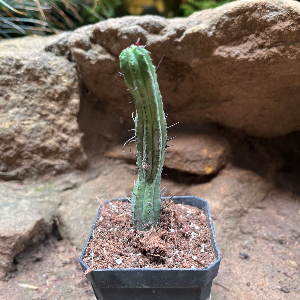  Euphorbia Enopla Cactus Plant