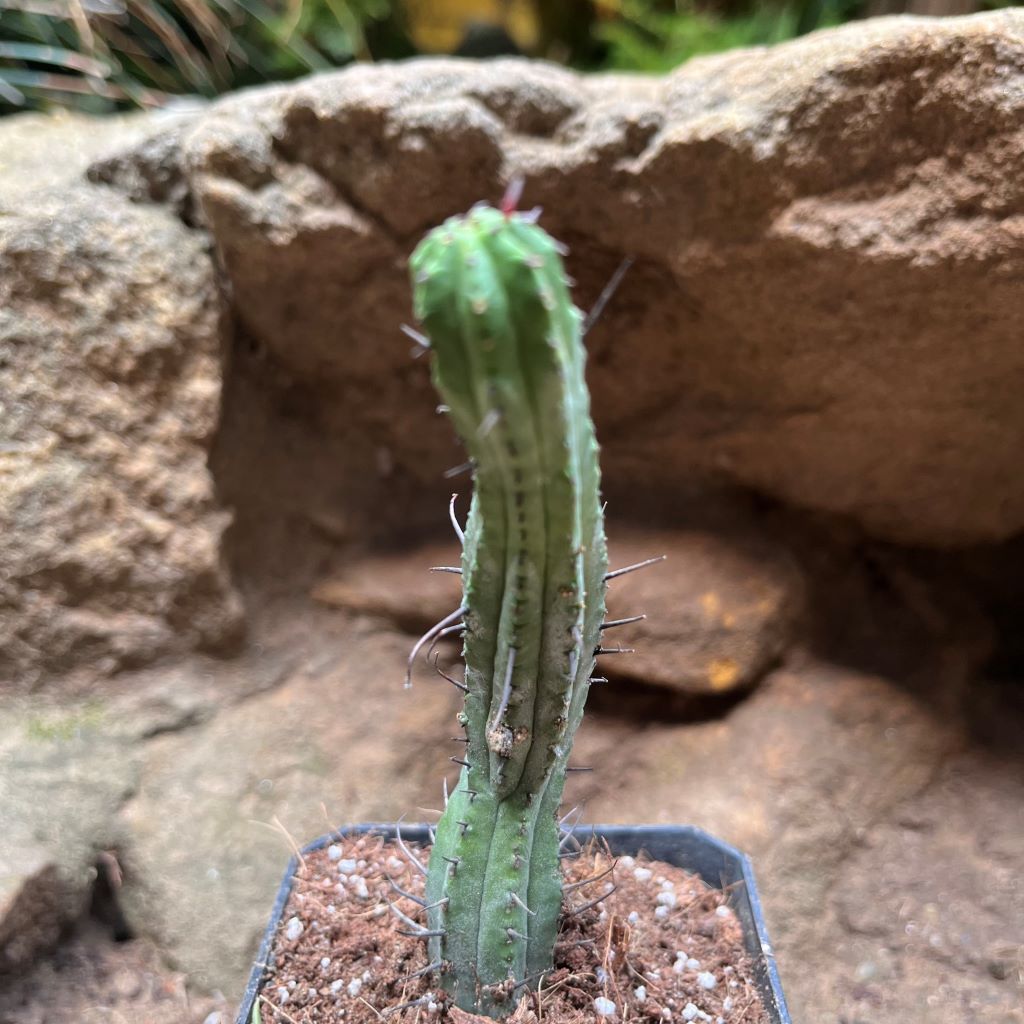  Euphorbia Enopla Cactus Plant