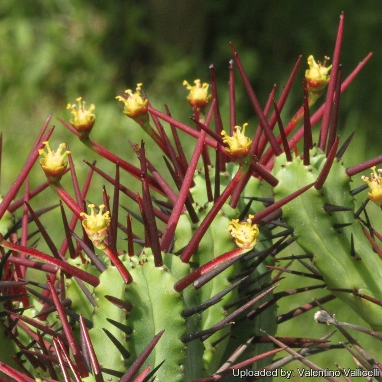  Euphorbia Enopla Cactus Plant