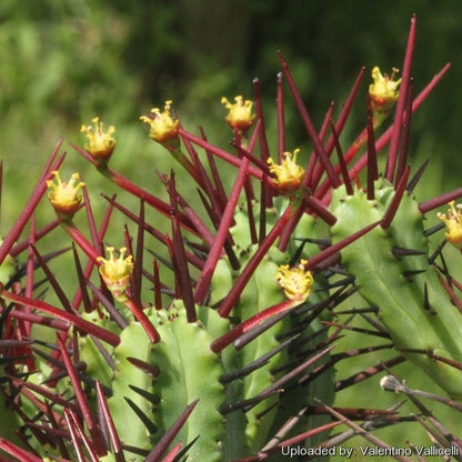  Euphorbia Enopla Cactus Plant