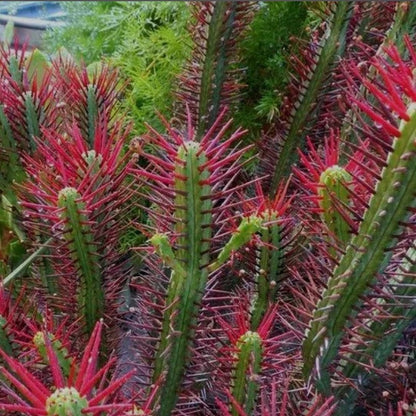  Euphorbia Enopla Cactus Plant
