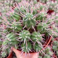  Euphorbia Ferox Cactus Plant