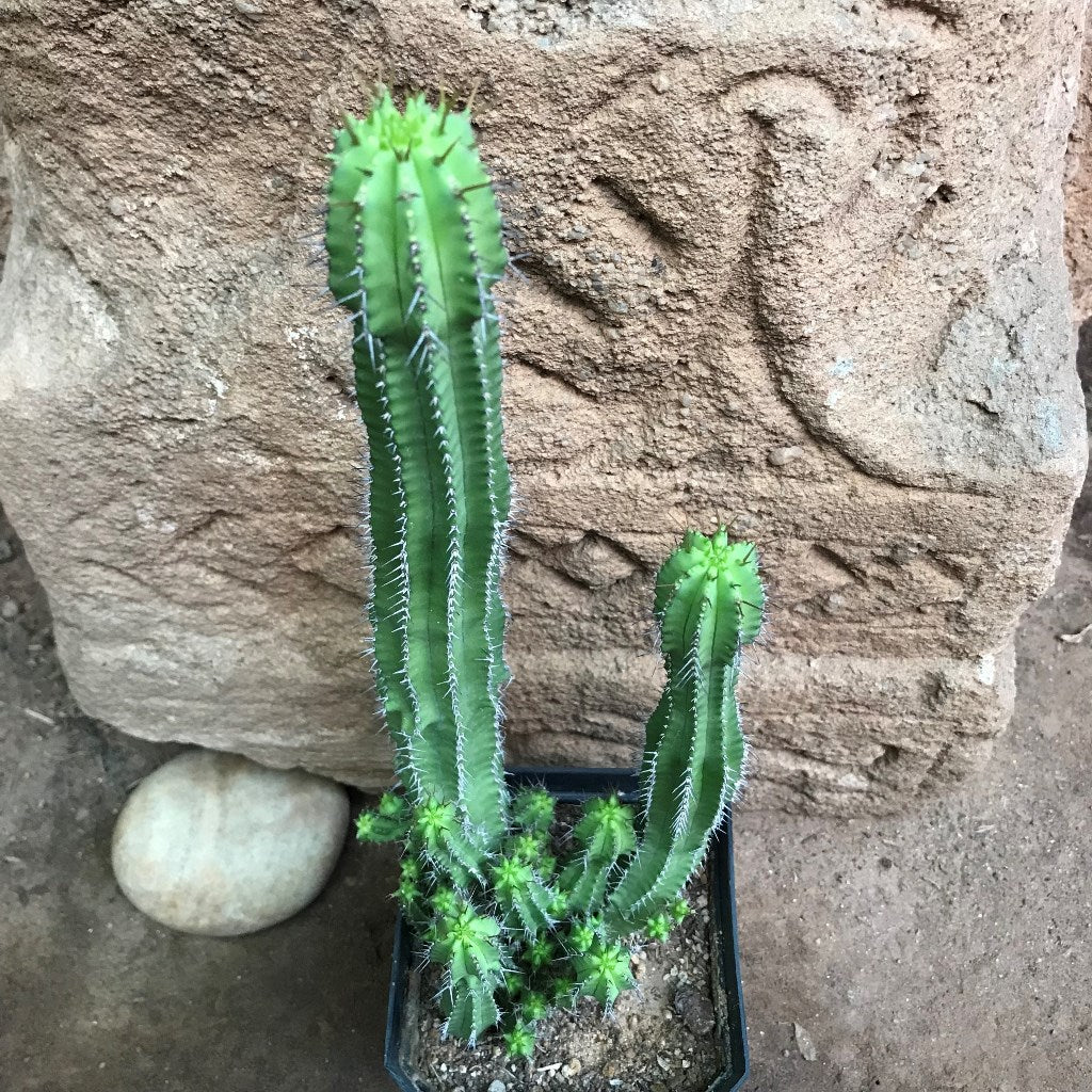  Euphorbia Fruticosa Cactus Plant