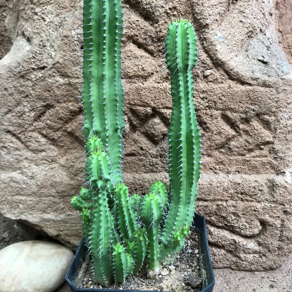  Euphorbia Fruticosa Cactus Plant