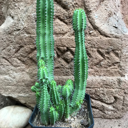  Euphorbia Fruticosa Cactus Plant