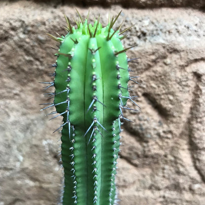  Euphorbia Fruticosa Cactus Plant