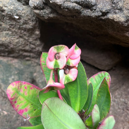  Euphorbia Millii Harlequin Cactus Plant