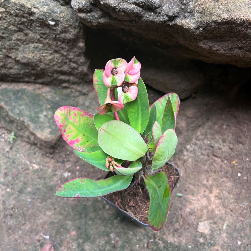  Euphorbia Millii Harlequin Cactus Plant
