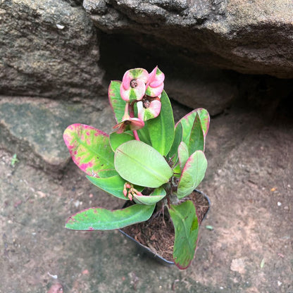  Euphorbia Millii Harlequin Cactus Plant