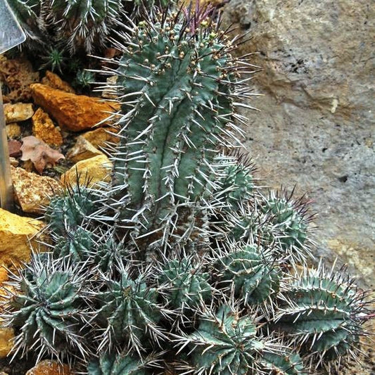  Euphorbia Horrida F Montruosa Cactus Plant