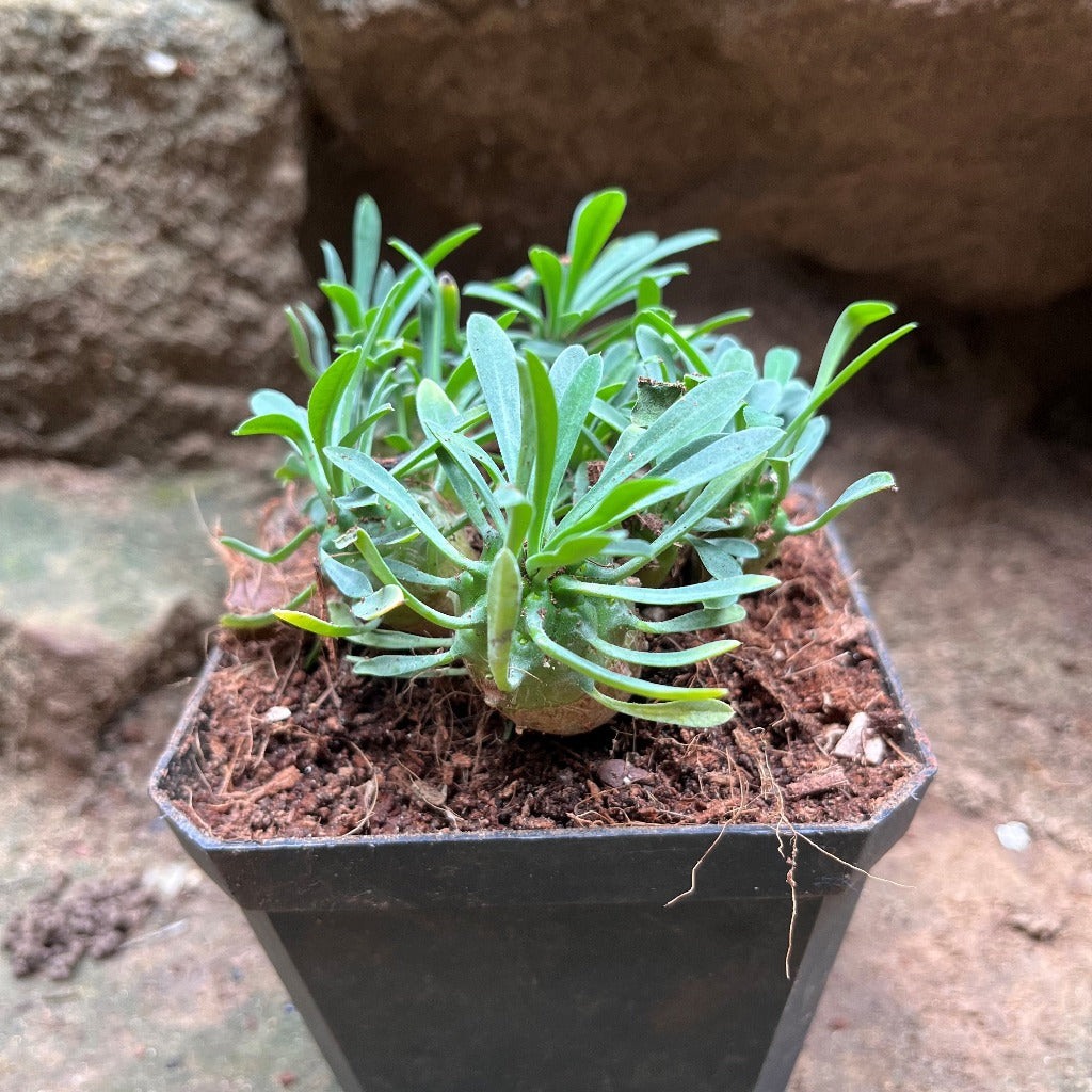  Euphorbia Japonica Cactus Plant