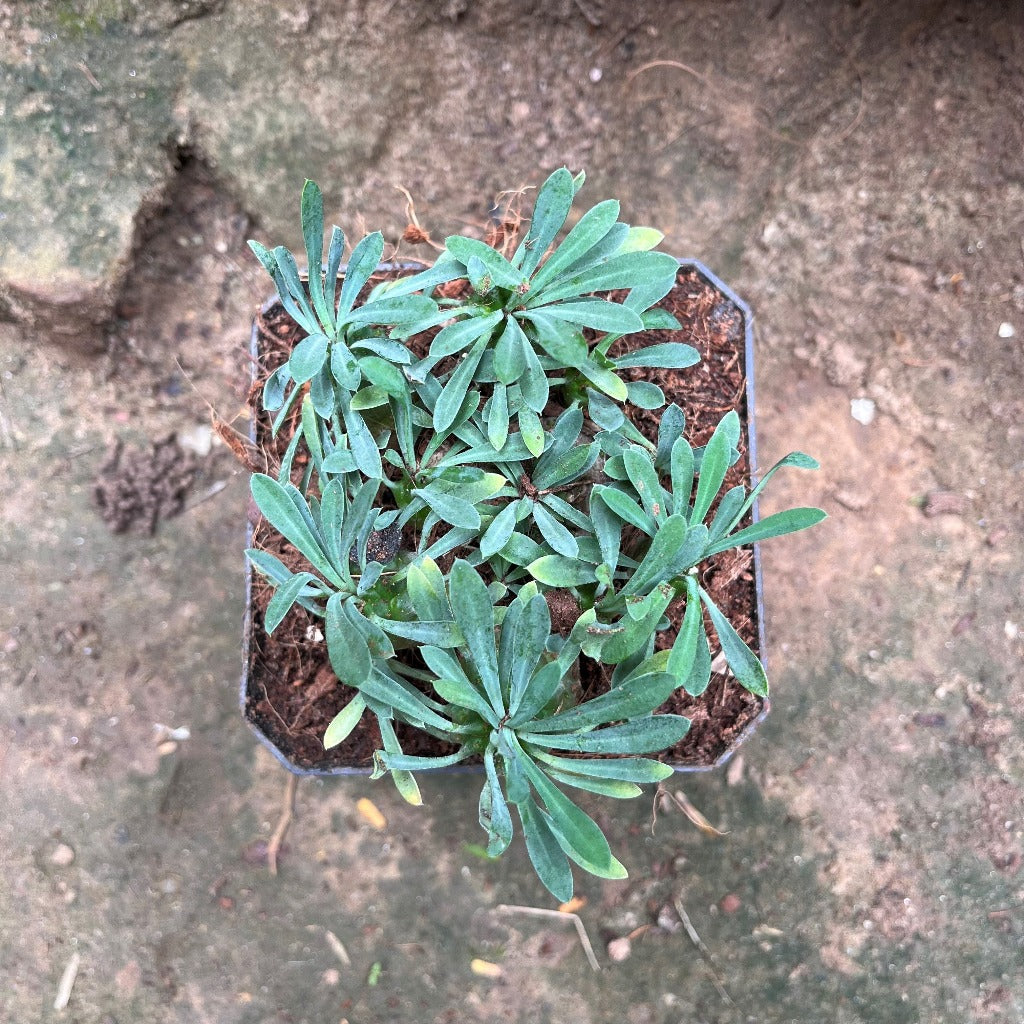  Euphorbia Japonica Cactus Plant