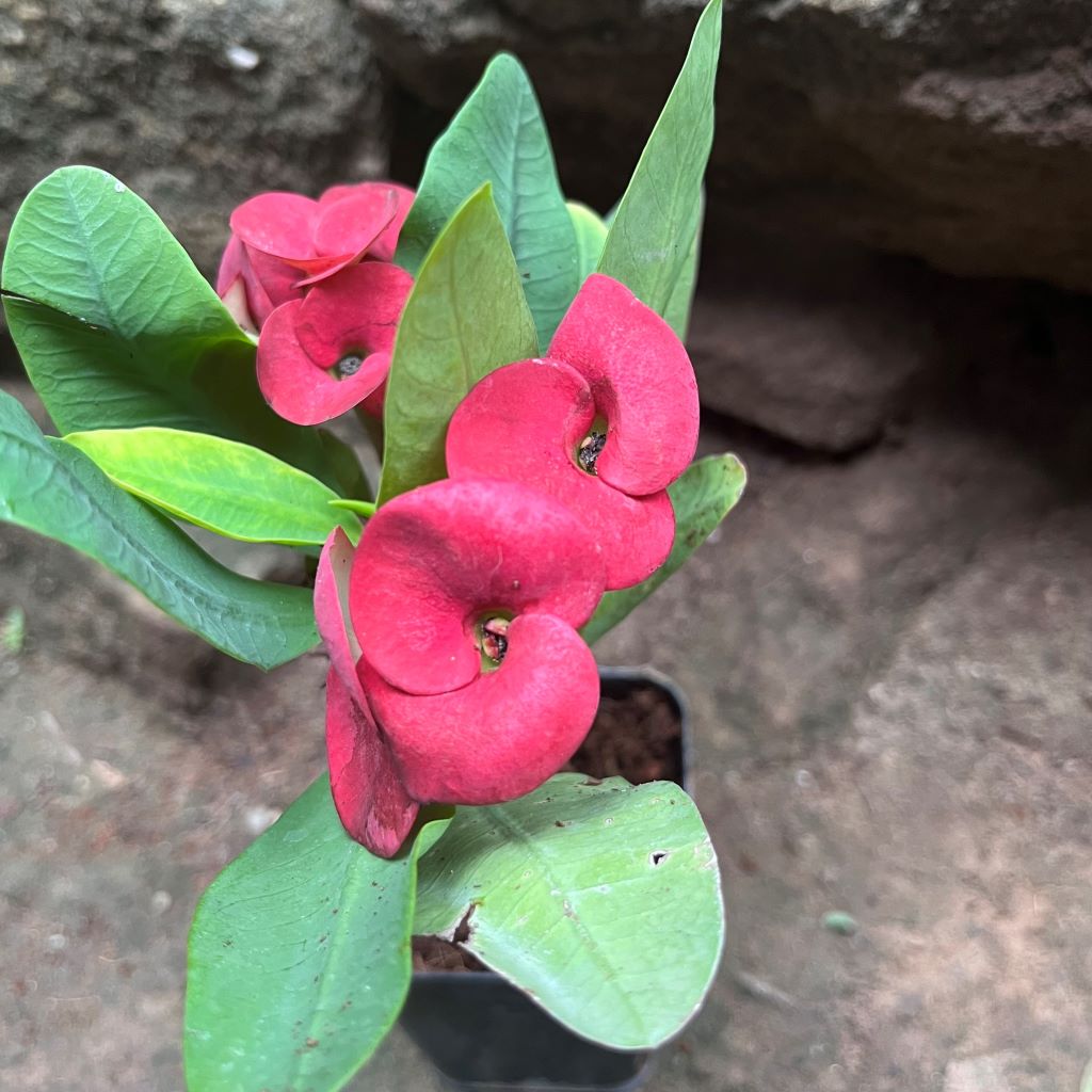  Euphorbia Millii Khurap Sian Cactus Plant