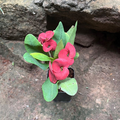  Euphorbia Millii Khurap Sian Cactus Plant