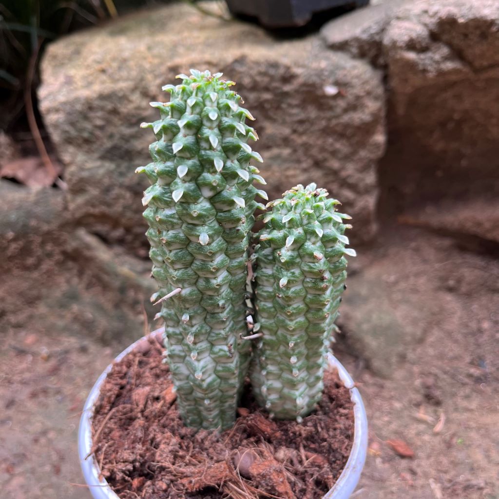  Indian Corn Cob Cactus Plant