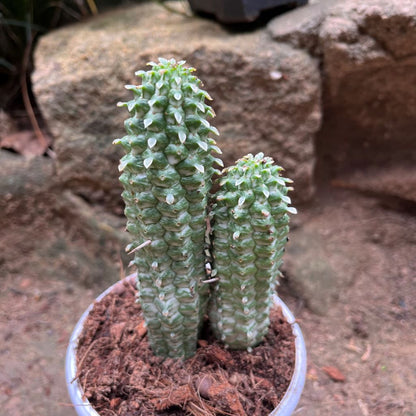  Indian Corn Cob Cactus Plant