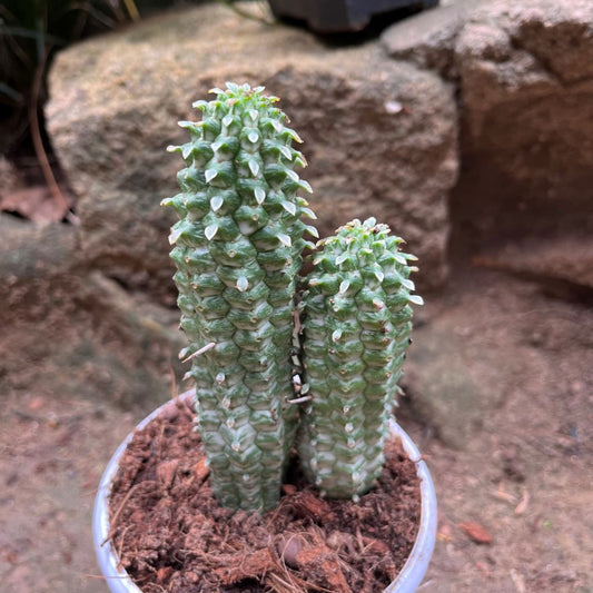  Indian Corn Cob Cactus Plant