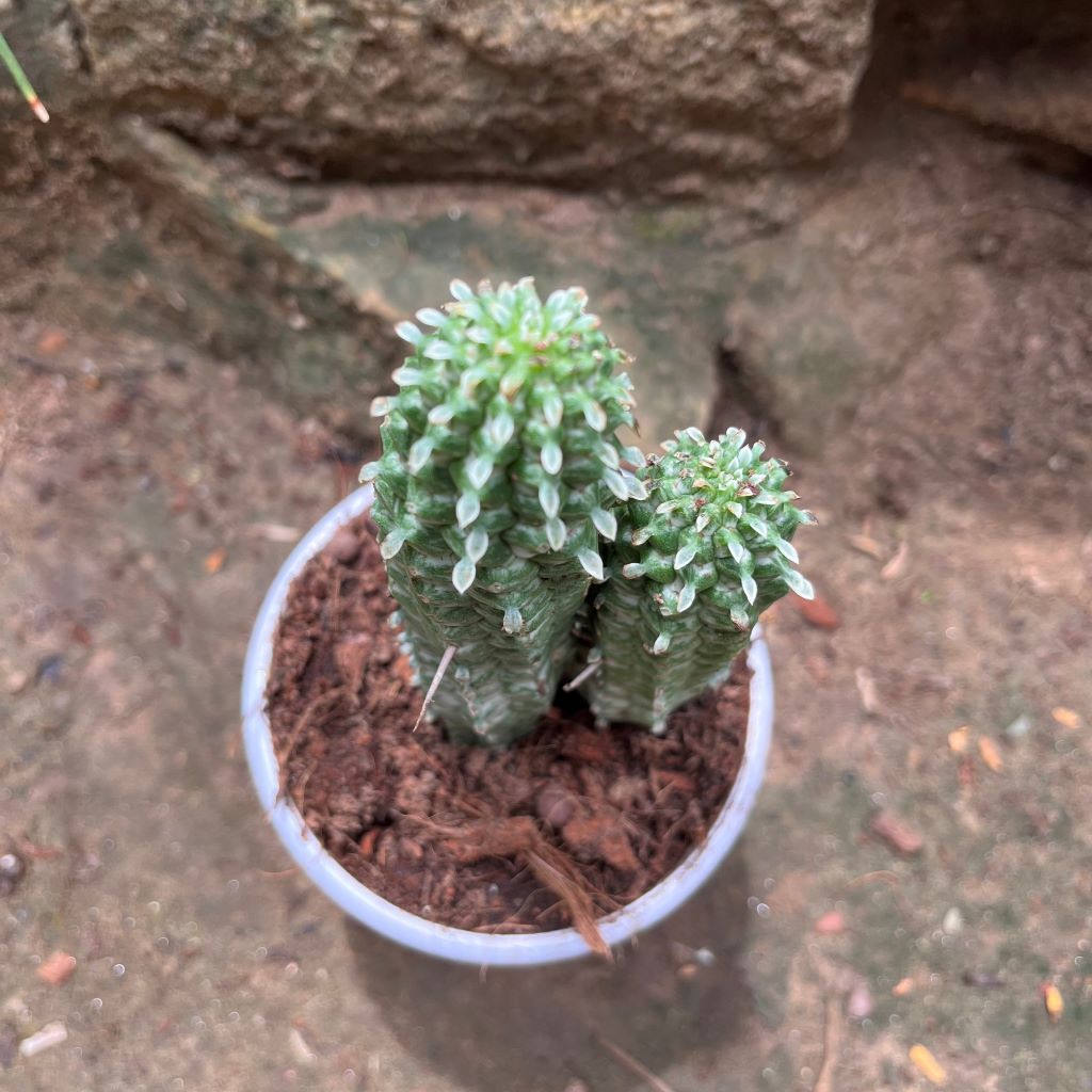  Indian Corn Cob Cactus Plant
