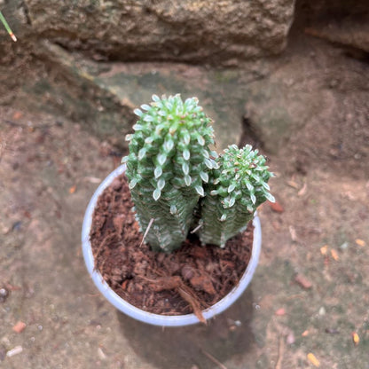  Indian Corn Cob Cactus Plant