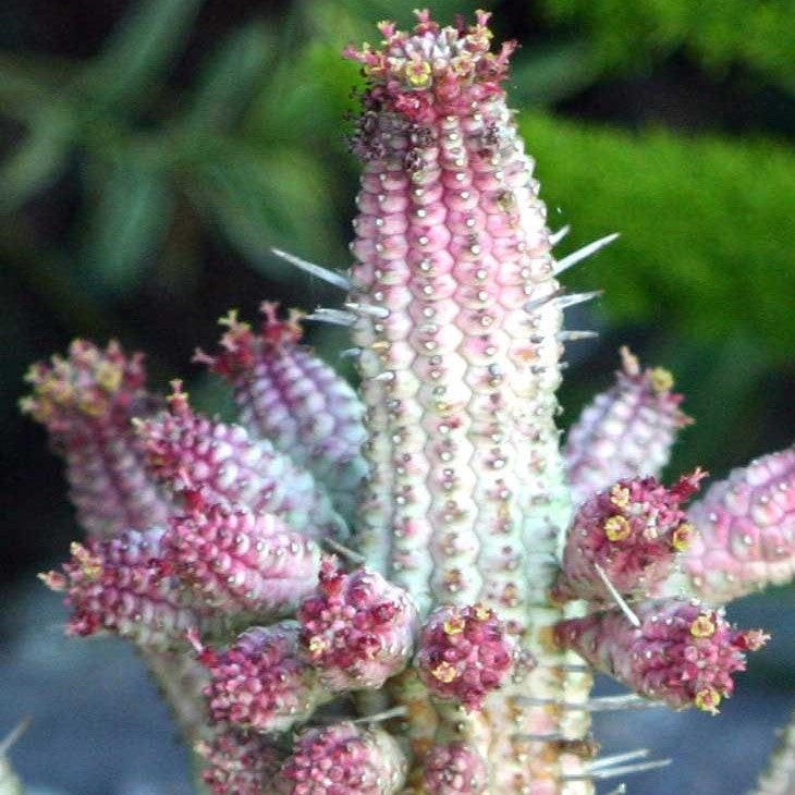  Euphorbia Mammillaria Variegated Spark Cactus Plant