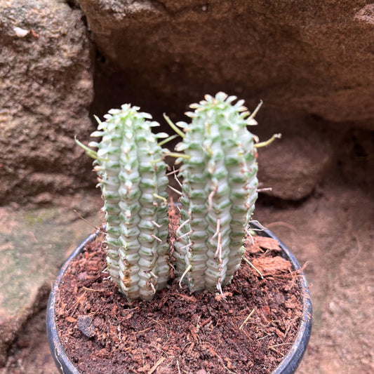  Euphorbia Mammillaria Variegated Spark Cactus Plant