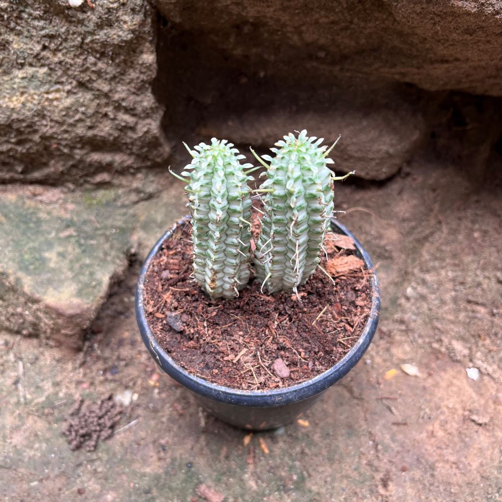  Euphorbia Mammillaria Variegated Spark Cactus Plant