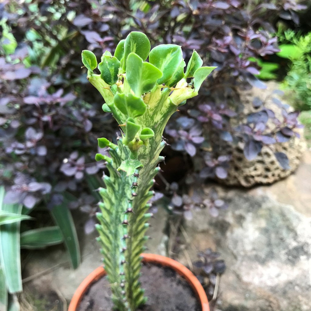  Euphorbia Mayurnatganii Variegata Cactus Plant
