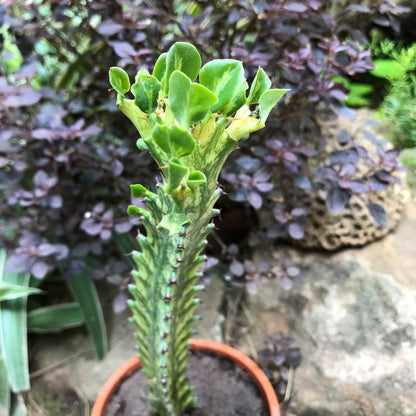  Euphorbia Mayurnatganii Variegata Cactus Plant