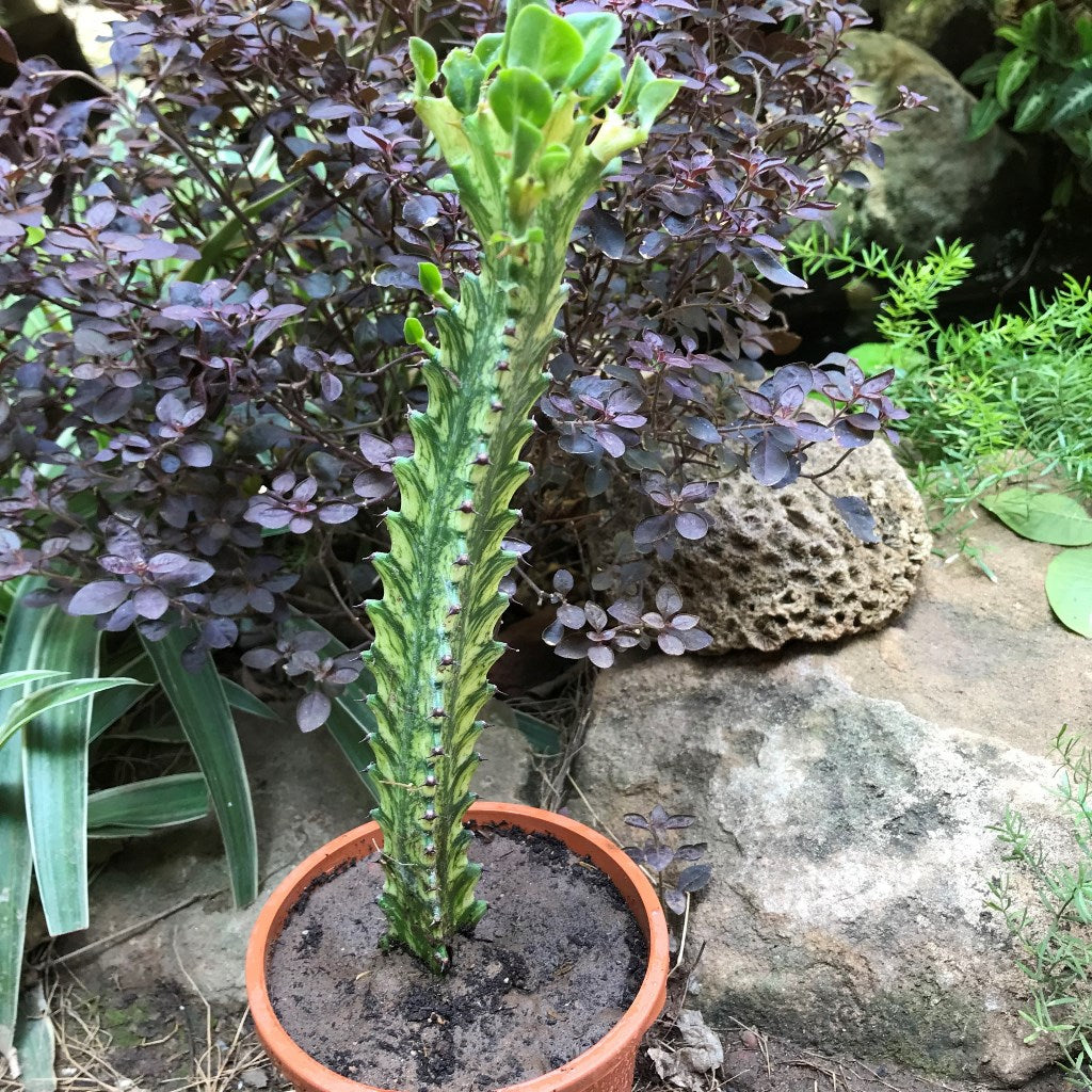  Euphorbia Mayurnatganii Variegata Cactus Plant