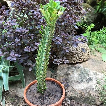  Euphorbia Mayurnatganii Variegata Cactus Plant