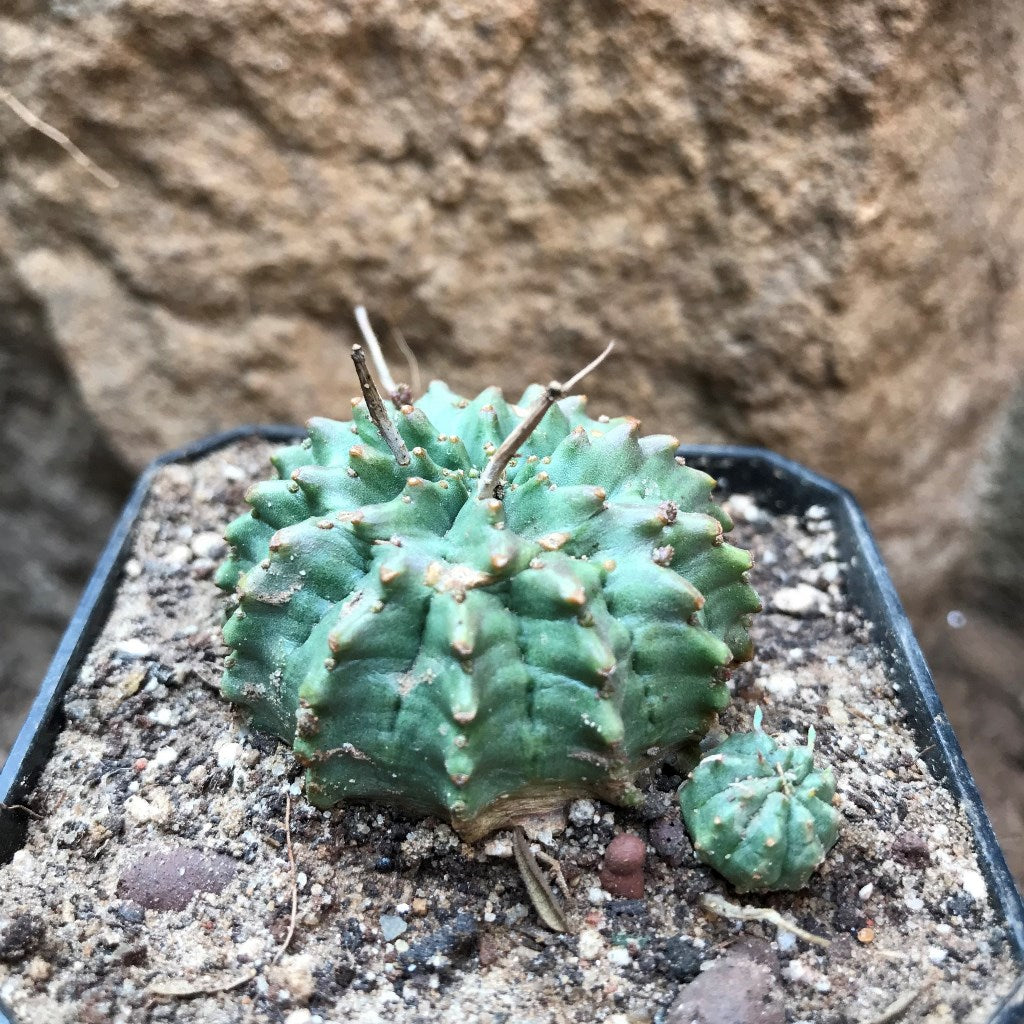  Euphorbia Meloformis Cactus Plant
