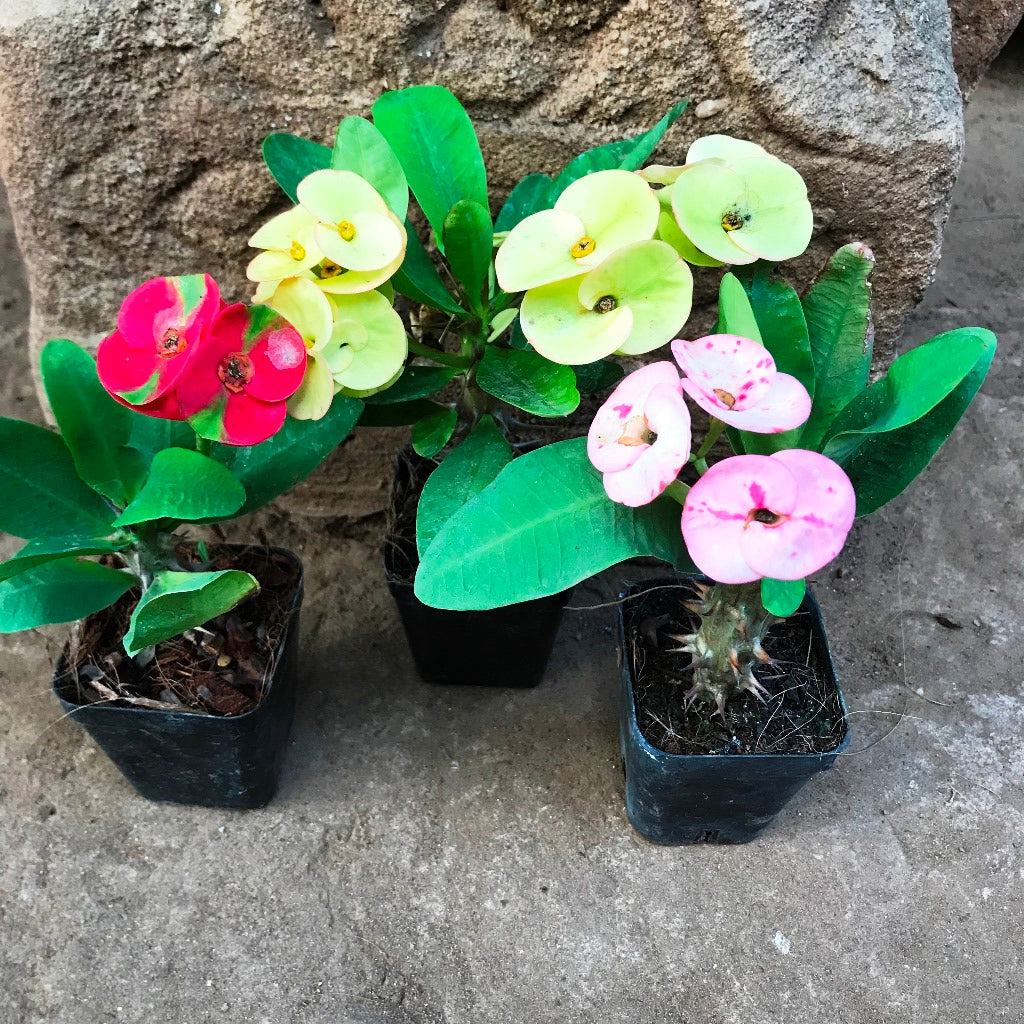  Pack Of 3 Euphorbia Milii Dwarf Apache Cactus Plant