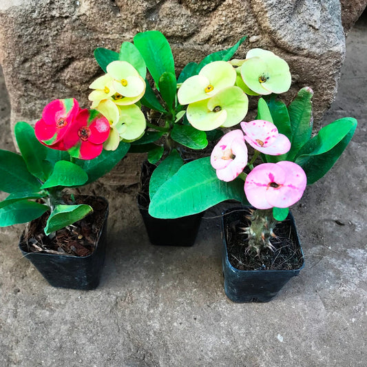  Pack Of 3 Euphorbia Milii Dwarf Apache Cactus Plant