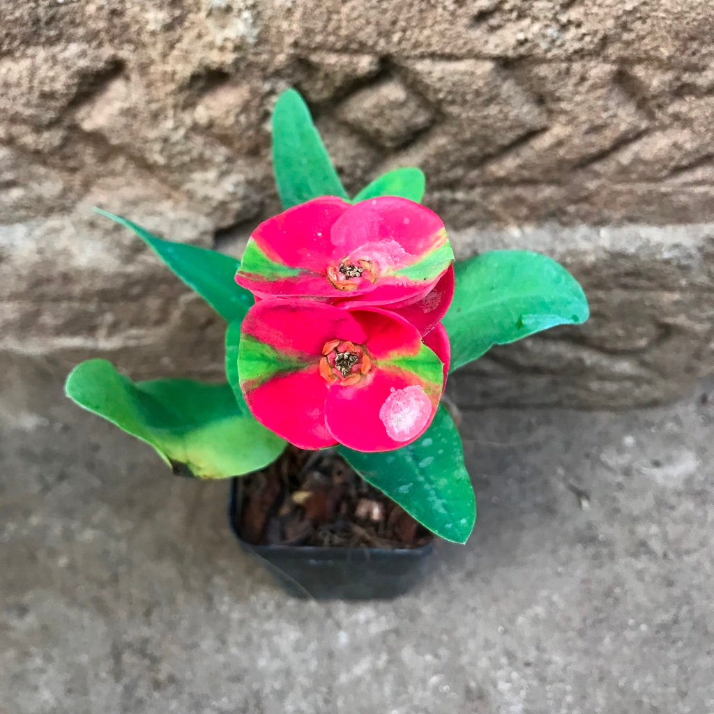  Euphorbia Milii Dwarf Apache Red Cactus Plant