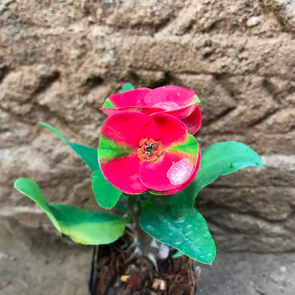  Euphorbia Milii Dwarf Apache Red Cactus Plant