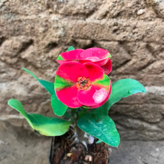  Euphorbia Milii Dwarf Apache Red Cactus Plant