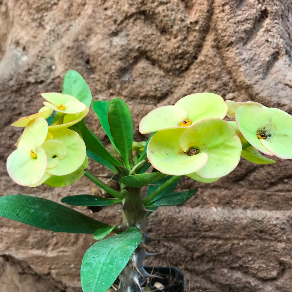  Euphorbia Milii Dwarf Apache Yellow Cactus Plant