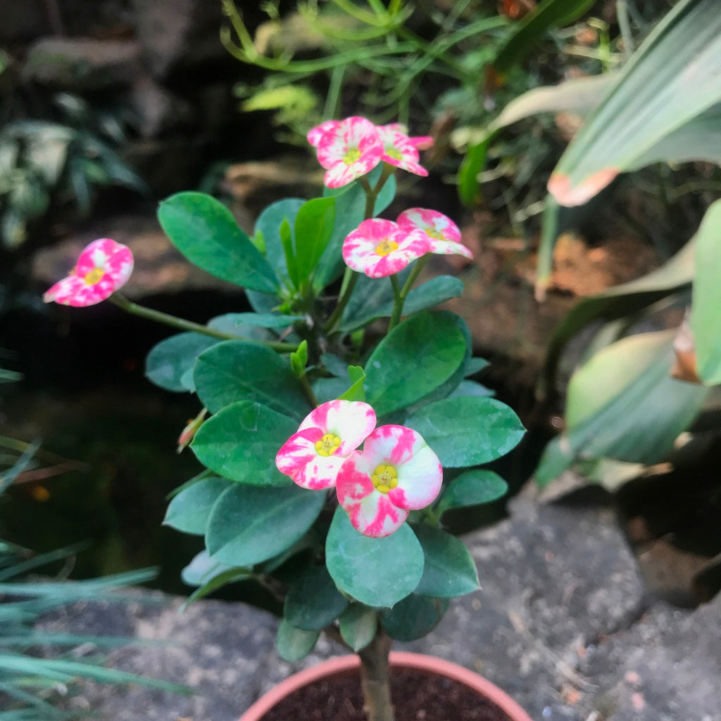  Euphorbia Milii Angel Face Cactus Plant