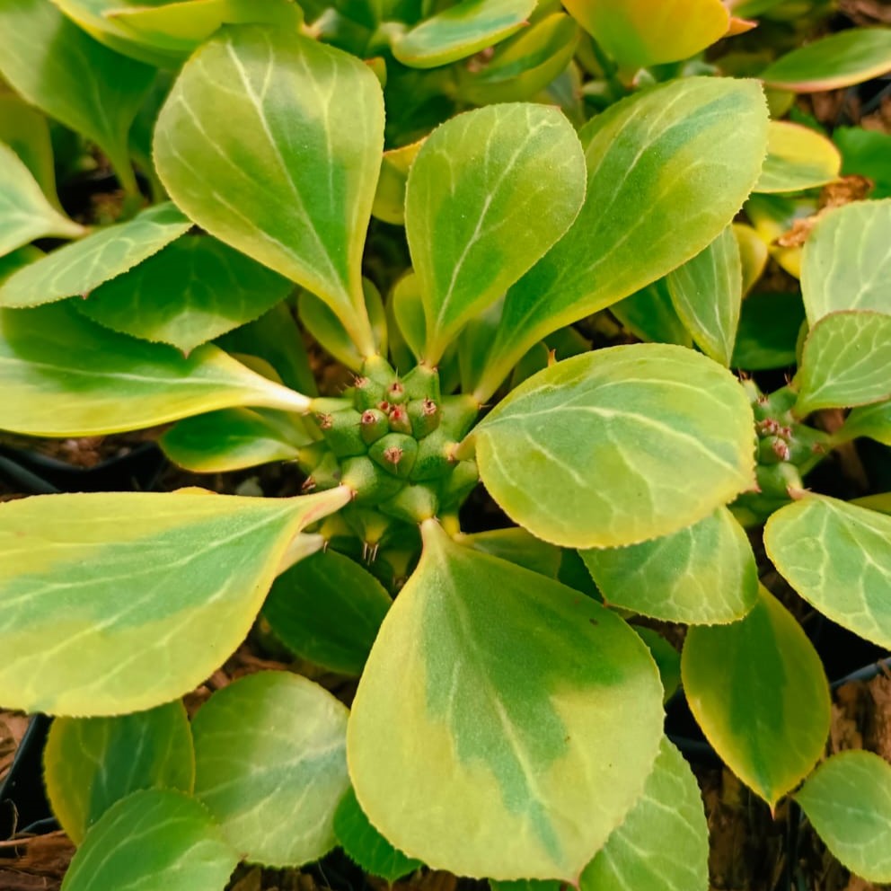  Monadenium Ritchiei F. Variegata Cactus Plant