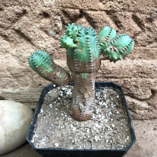  Euphorbia Obesa Hybrid X Globosa Cactus Plant