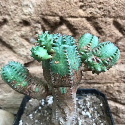  Euphorbia Obesa Hybrid X Globosa Cactus Plant