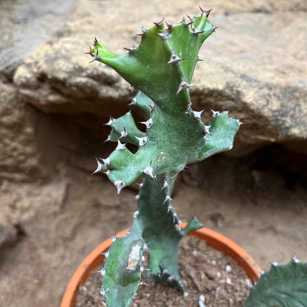  Euphorbia Tortilis Plant