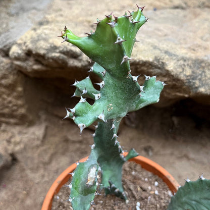  Euphorbia Tortilis Plant