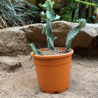  Euphorbia Tortilis Plant
