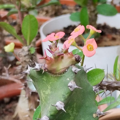  Euphorbia Tortilis Plant