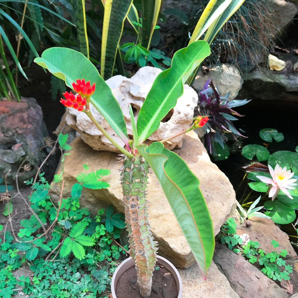  Euphorbia Viguieri Cactus Plant