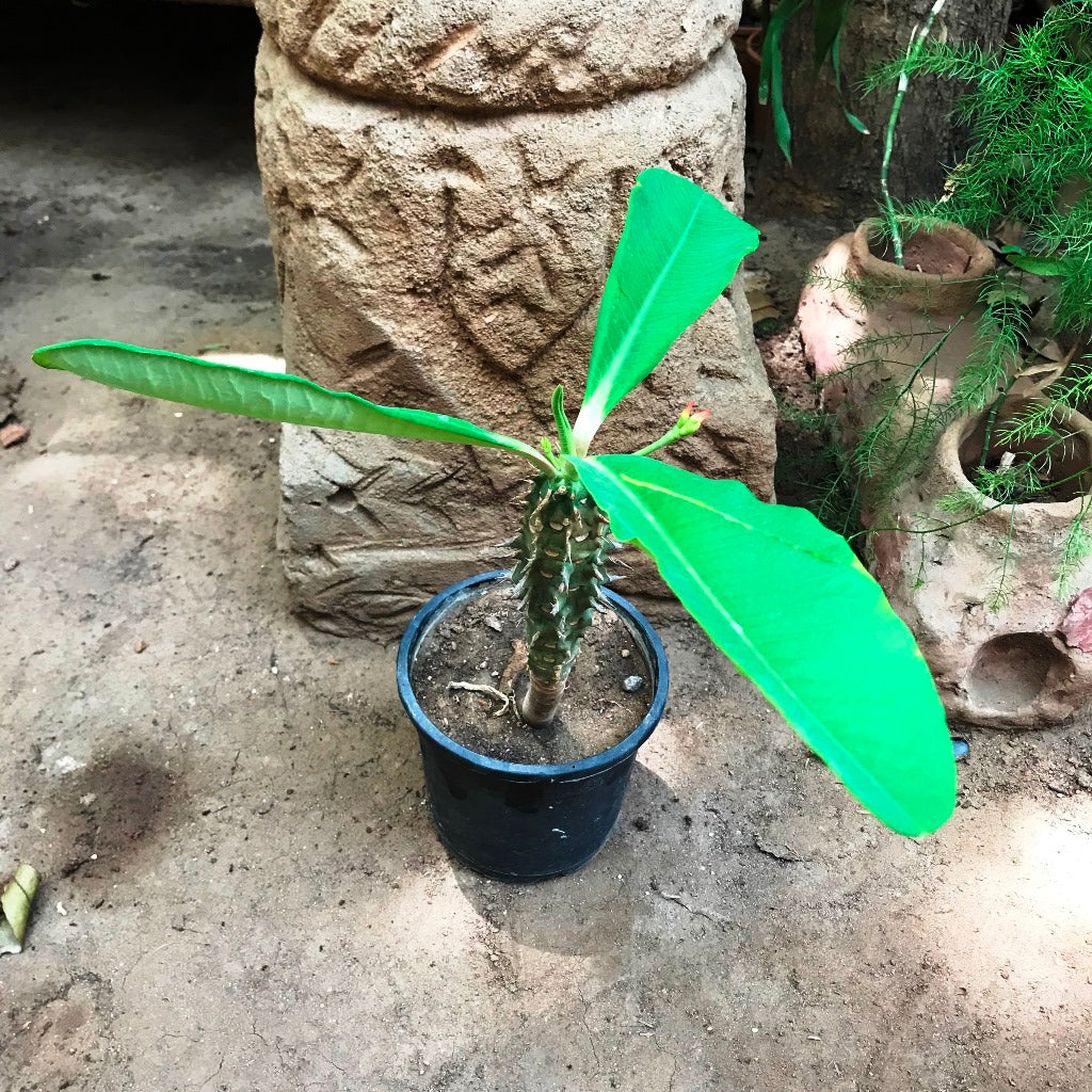  Euphorbia Viguieri Cactus Plant